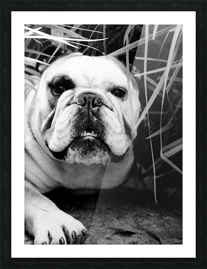 Gentle Giant Picture Frame print