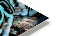 Tiger Blue HD Metal print