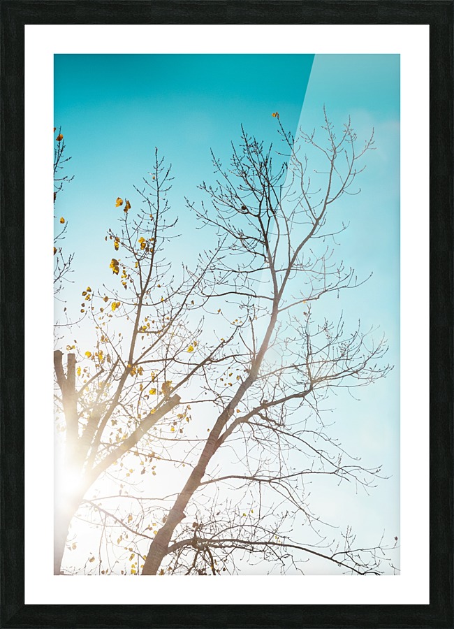 Sunshine Through the Trees Picture Frame print