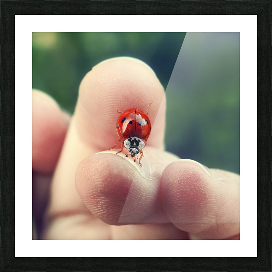 Ladybug Between Fingers Picture Frame print