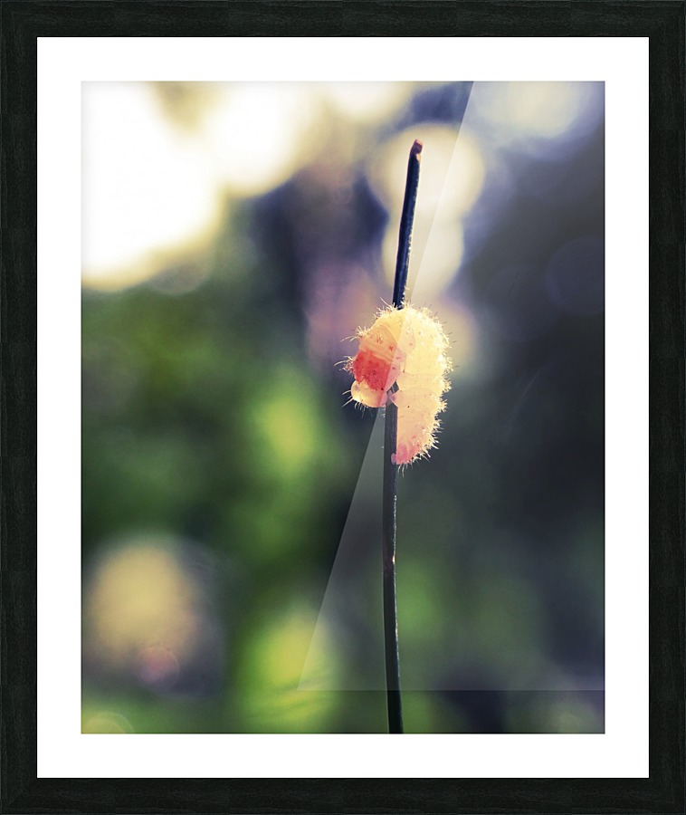 Caterpillar Picture Frame print