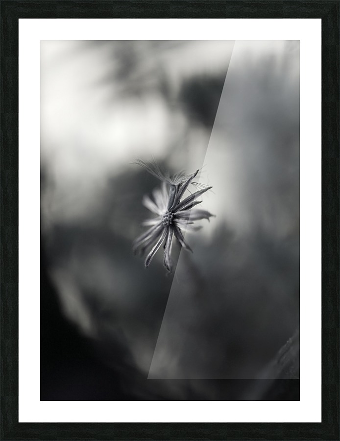 Single Flower Picture Frame print