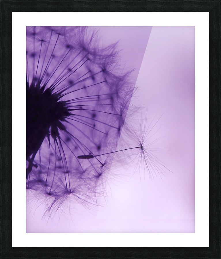 Purple Dandelion Picture Frame print