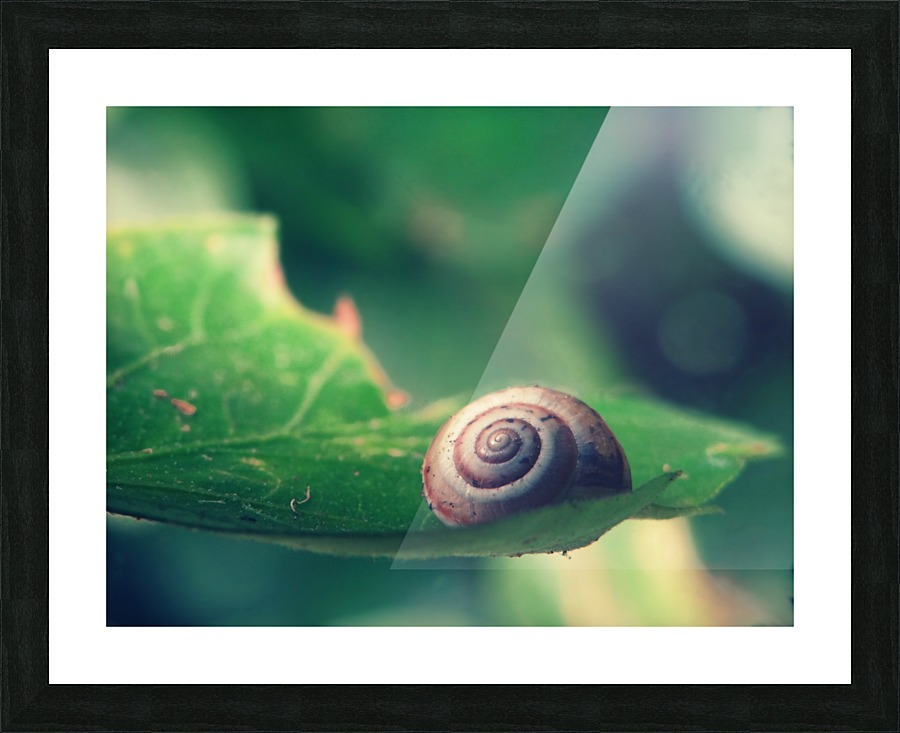 Snail on Leaf Picture Frame print