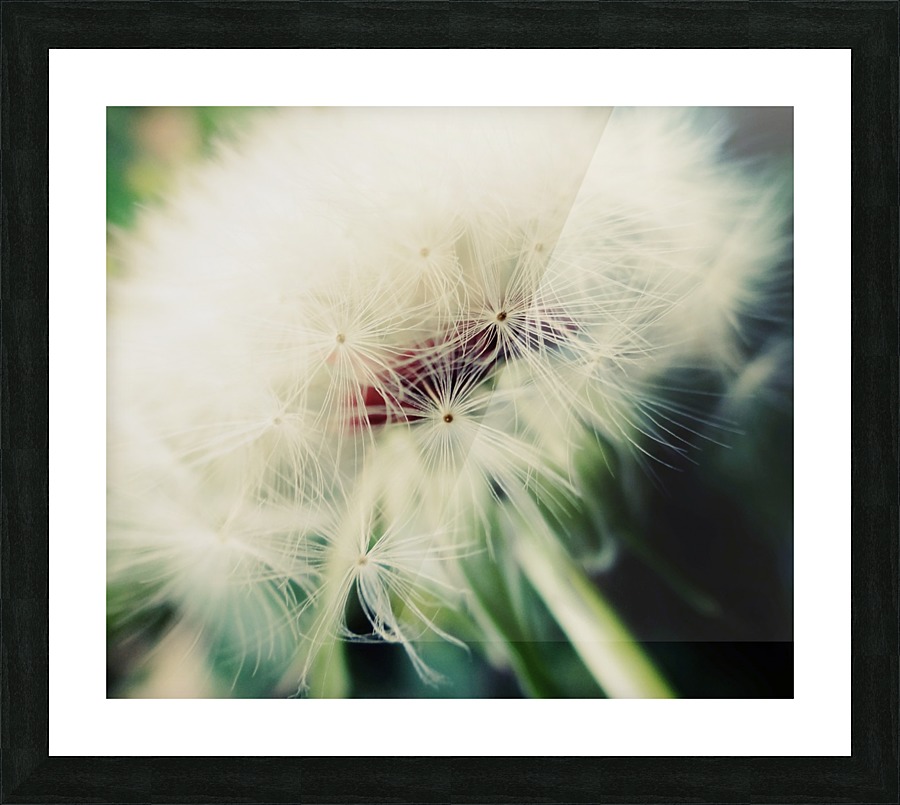 Fuzzy Dandelion Picture Frame print