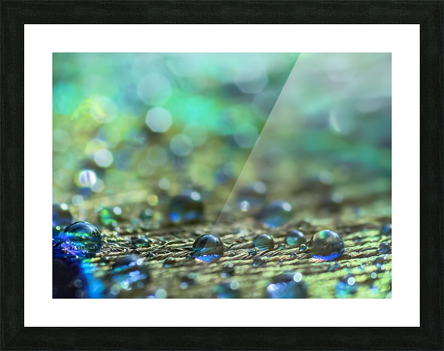 Shimmering Peacock Feather Picture Frame print