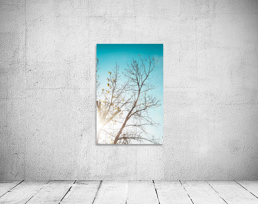 Sunshine Through the Trees Wall Preview