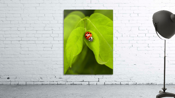 Red Ladybug Wall Preview