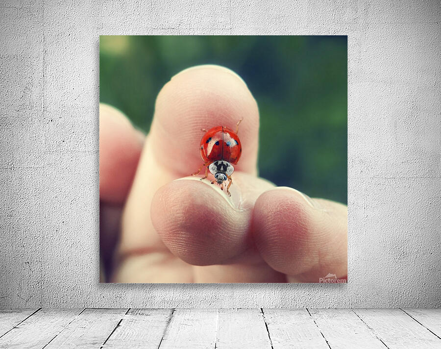 Ladybug Between Fingers Wall Preview