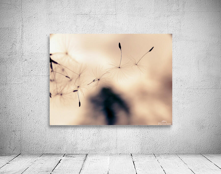 Dandelion Floating Wall Preview