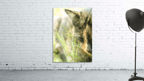 Cat in Grass Wall Preview