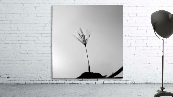 Dandelion Drops Wall Preview