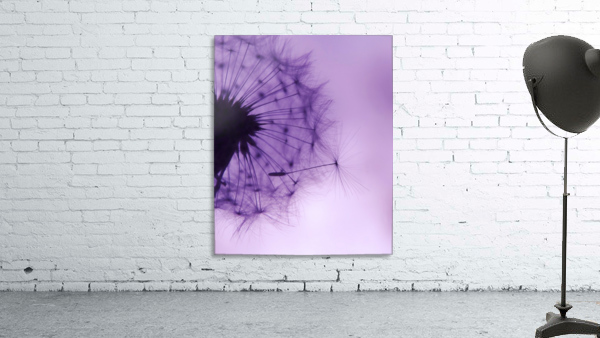 Purple Dandelion Wall Preview