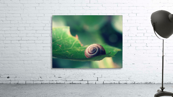 Snail on Leaf Wall Preview