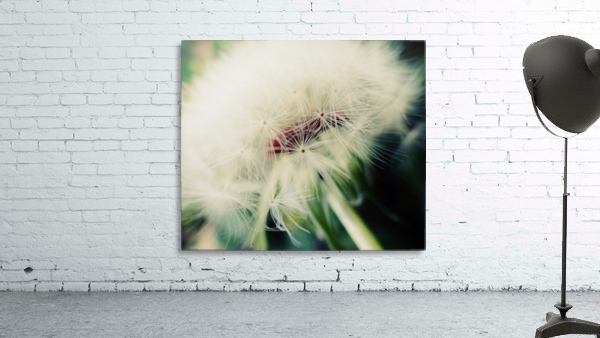 Fuzzy Dandelion Wall Preview