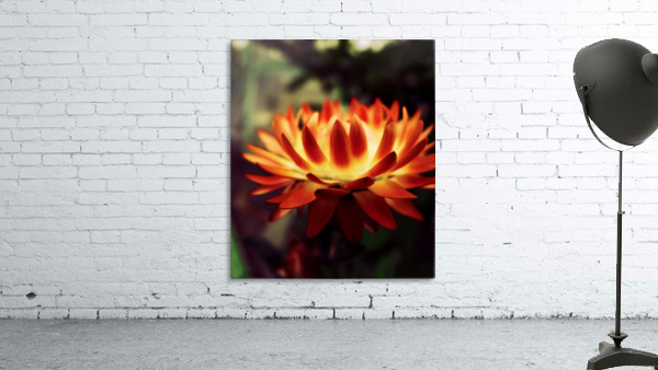 Fire Flower Wall Preview