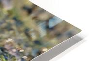 Wilsons Snipe 1 HD Metal print