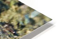 Wilsons Snipe 2 HD Metal print
