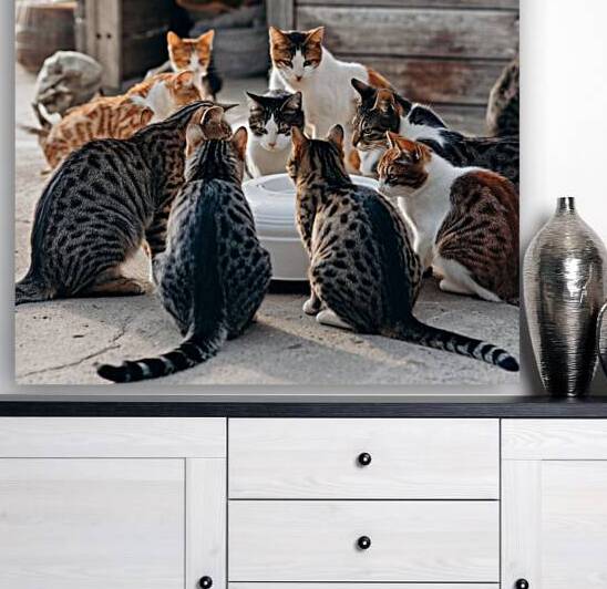 a photo of a group of cats gathered around a whit by Asmaya