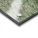IMG 1131 3 Acrylic print