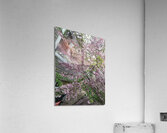IMG 1558 Acrylic Print