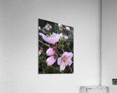IMG 1468 2 Acrylic Print