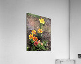 IMG 1529 Acrylic Print