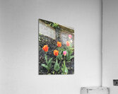 IMG 1666 Acrylic Print