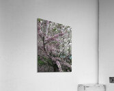 IMG 1552 Acrylic Print