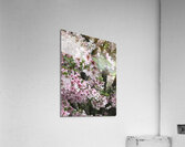 IMG 1547 Acrylic Print