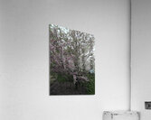 IMG 1564 Acrylic Print