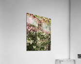 IMG 1591 Acrylic Print