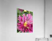 IMG 1105 4 Acrylic Print