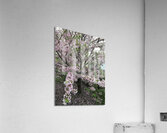 IMG 1548 Acrylic Print