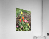 IMG 1586 Acrylic Print