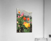 IMG 1620 Acrylic Print
