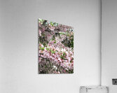 IMG 1546 Acrylic Print