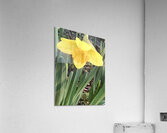 IMG 1285 2 Acrylic Print