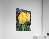 IMG 1655 Acrylic Print