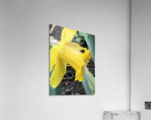 IMG 1391 2 Acrylic Print