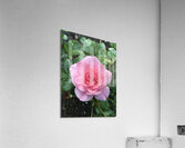 IMG 1097 4 Acrylic Print