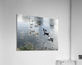 IMG 1127 2 Acrylic Print