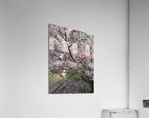 IMG 1550 Acrylic Print