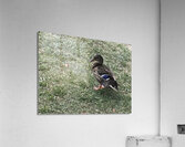 IMG 1131 3 Acrylic Print