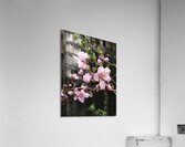 IMG 1492 2 Acrylic Print