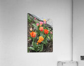 IMG 1628 Acrylic Print