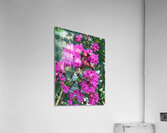 IMG 1099 Acrylic Print