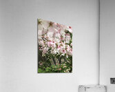IMG 1545 Acrylic Print