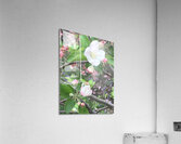 IMG 1537 Acrylic Print