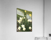IMG 1497 2 Acrylic Print